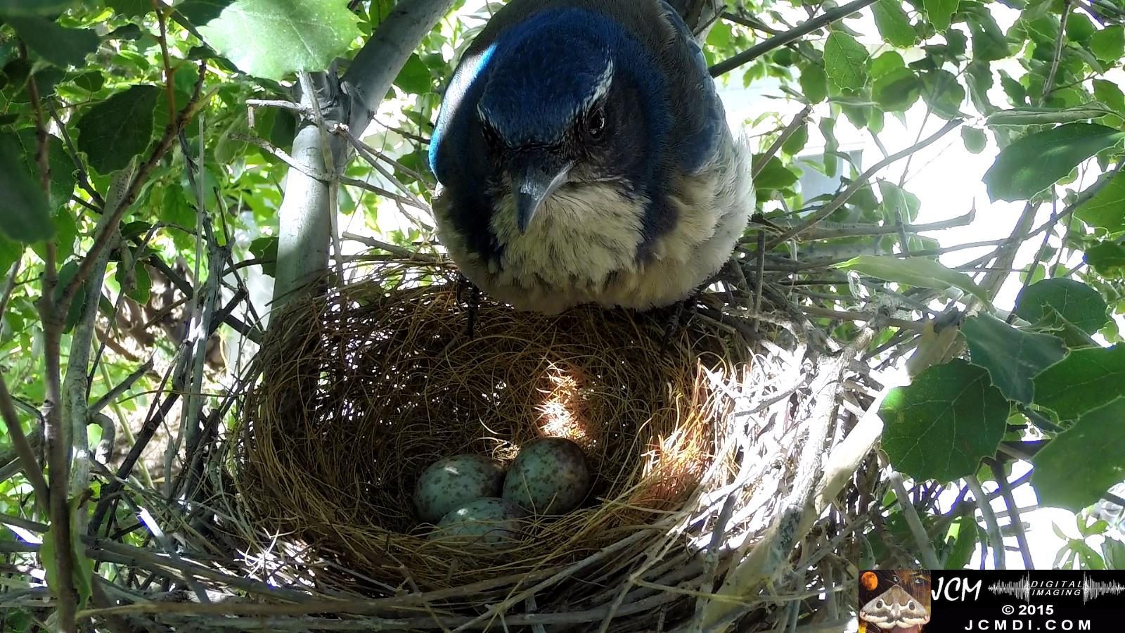 Scrub Jay female returns to nest inspects eggs.jpg